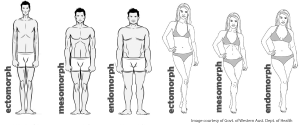 De Verschillende Lichaamstypen